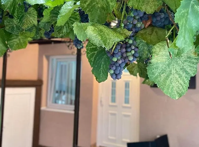 Pro Arte * קלדאבו